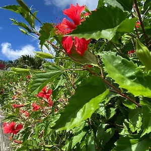 Appartement Morne Aux Vents, Fond Boucher